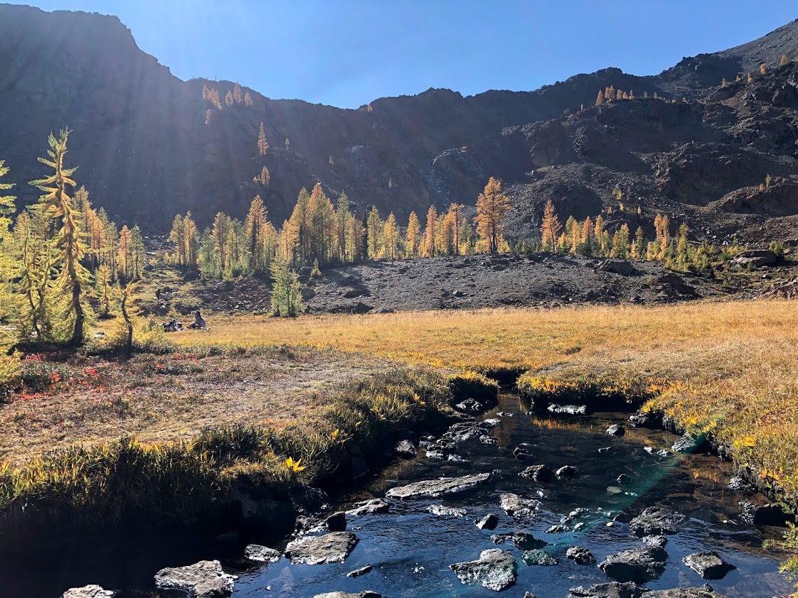 larches and stream.jpg