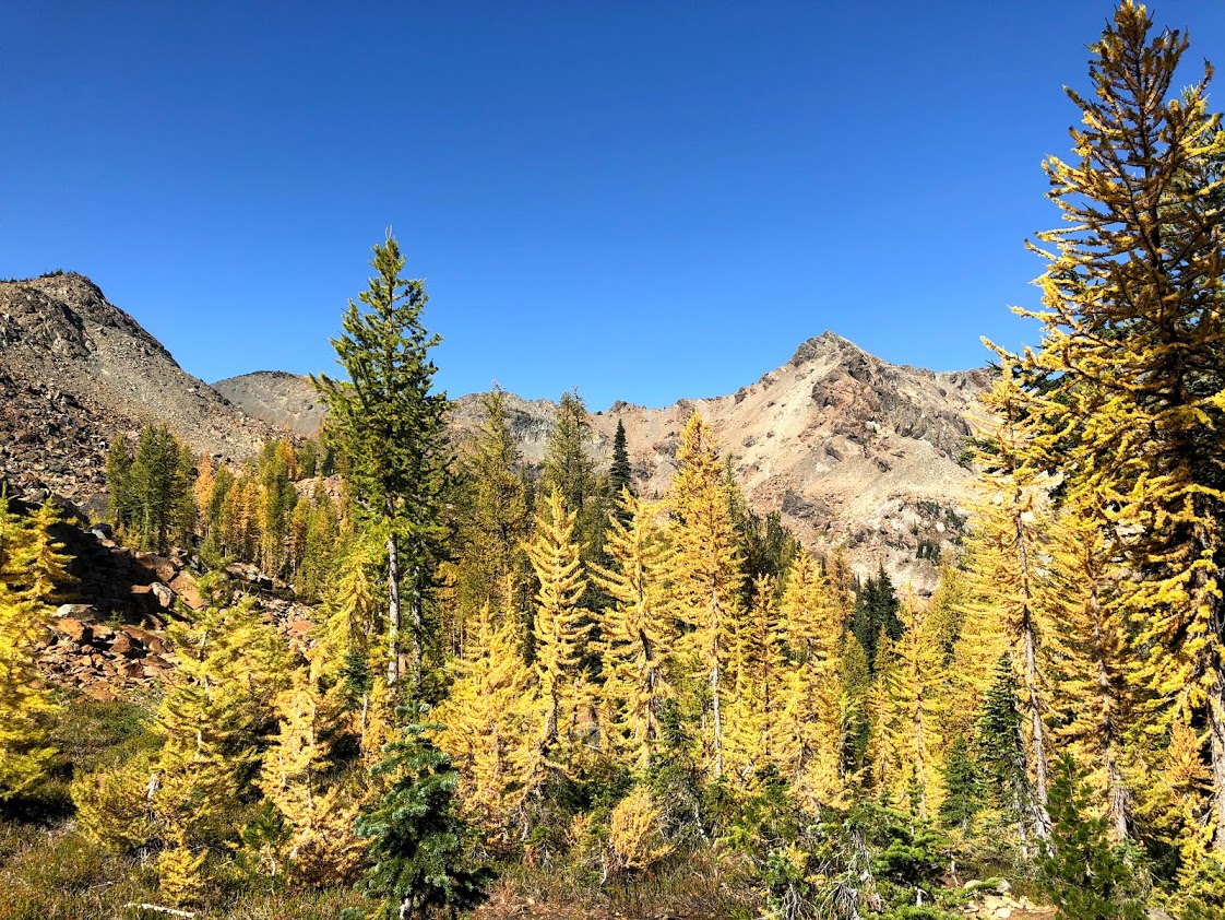 larches1.jpg