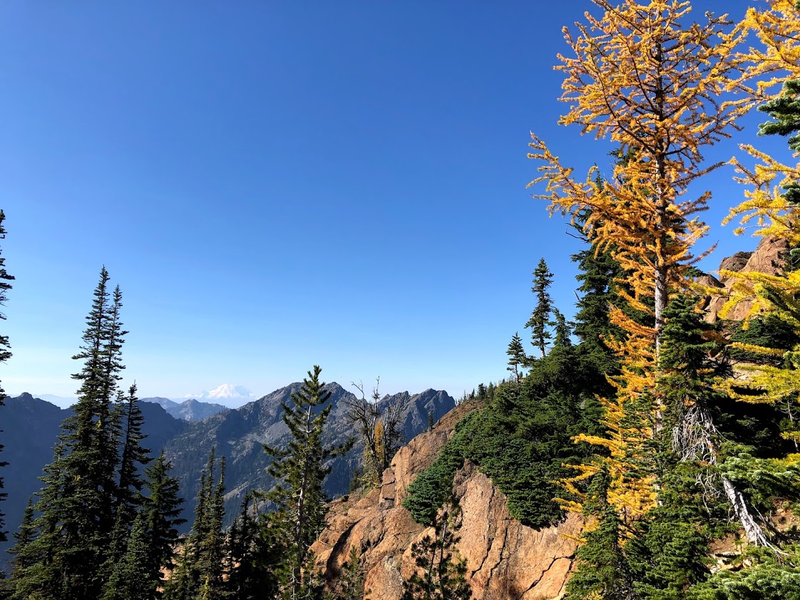 mt rainier and larches.jpg