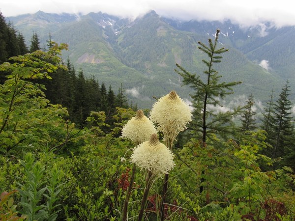 view and bear grass