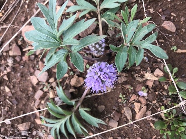 Ballhead waterleaf.jpg
