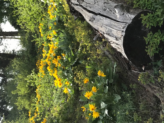 Balsamroot.jpg