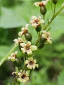 stink currant (share).jpg