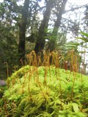 Moss Spores