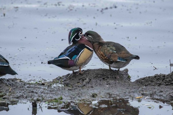 Preening wood duck pair birds-13.jpg