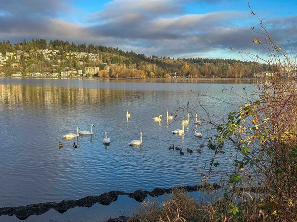 Sun on trumpeter swans birds-2.jpg