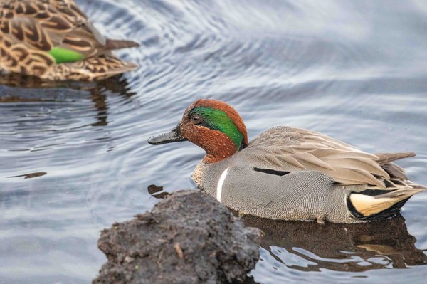 Male green-winged teal untitled-1-2.jpg