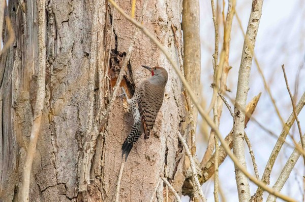 Flicker excavating untitled-4-2.jpg
