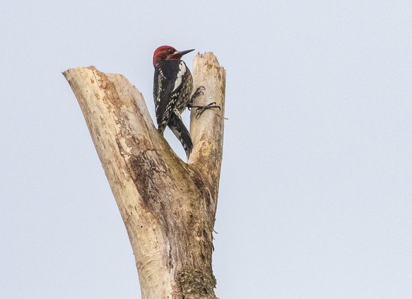 Red-breasted sapsucker untitled-8-2.jpg