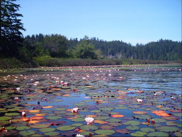 lillypads on ozette