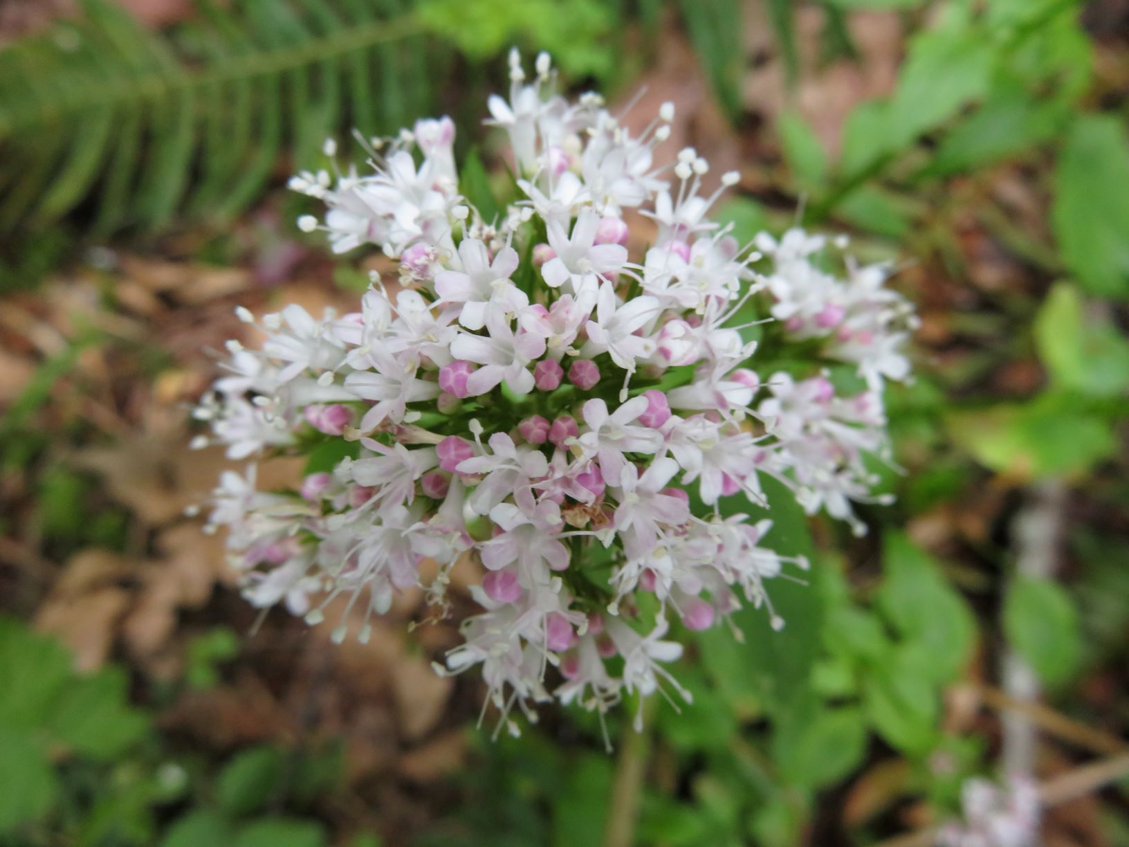 Flower Resize - Copy.JPG