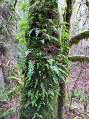 Licorice Fern Trail