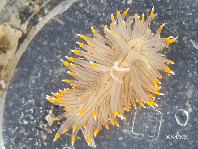 20250624_105944a (Small).jpg