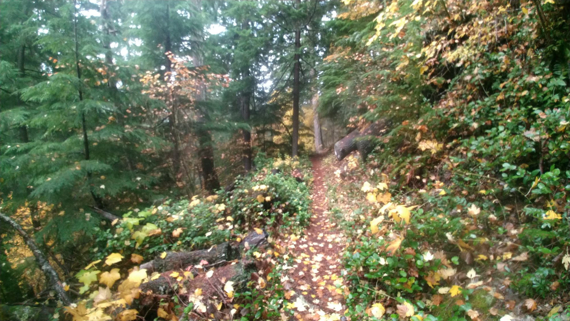 Lower Little Ranger Creek Trail.JPG