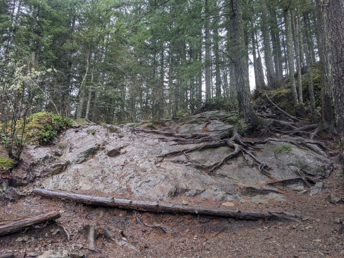 LittleSi_Trail_2025-11-14 (2).jpg