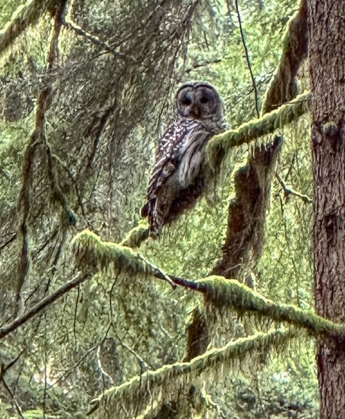 Resident barred owl untitled-16.jpg