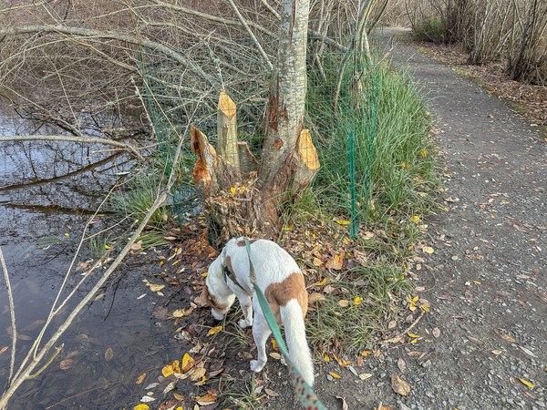 Evidence of beaver activity untitled-2.jpg