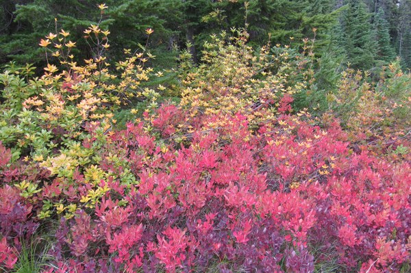 Shrubs in fall colors of red and gold.