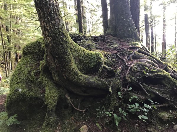 Interesting tree with roots on a boulder