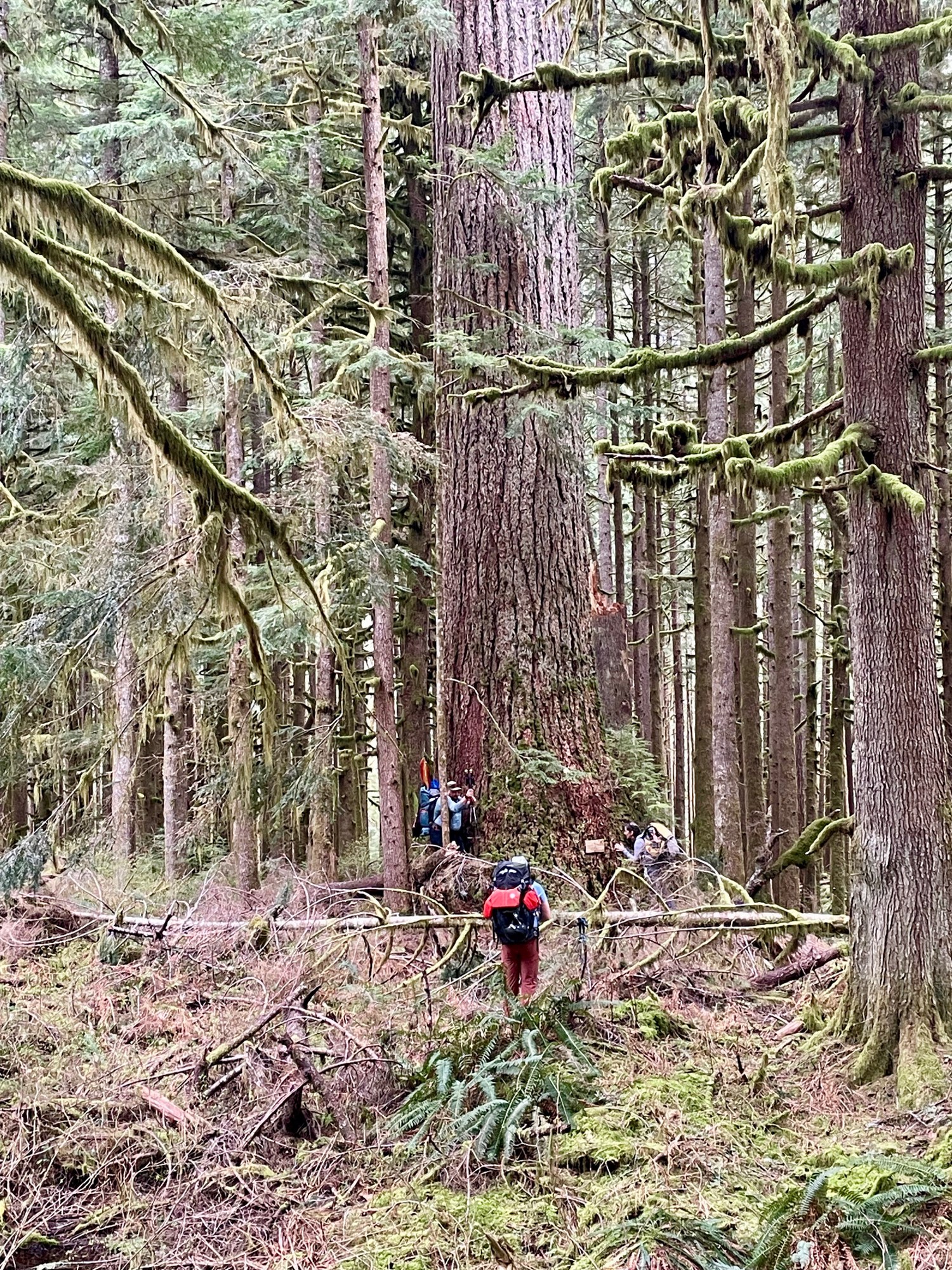 9 Hour Giant old growth.jpg