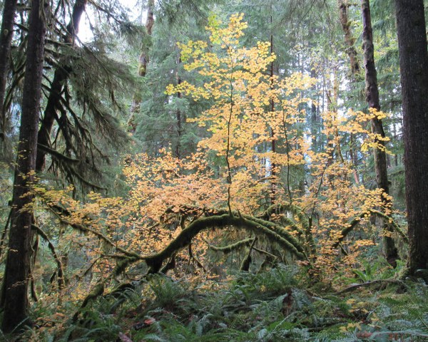 A vine maple with yellow leaves
