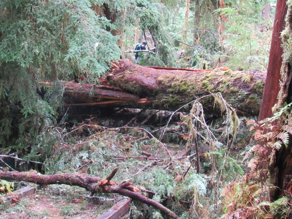 A large log fallen across a trail