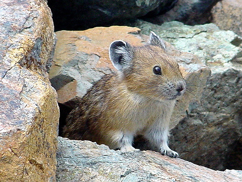 pika image
