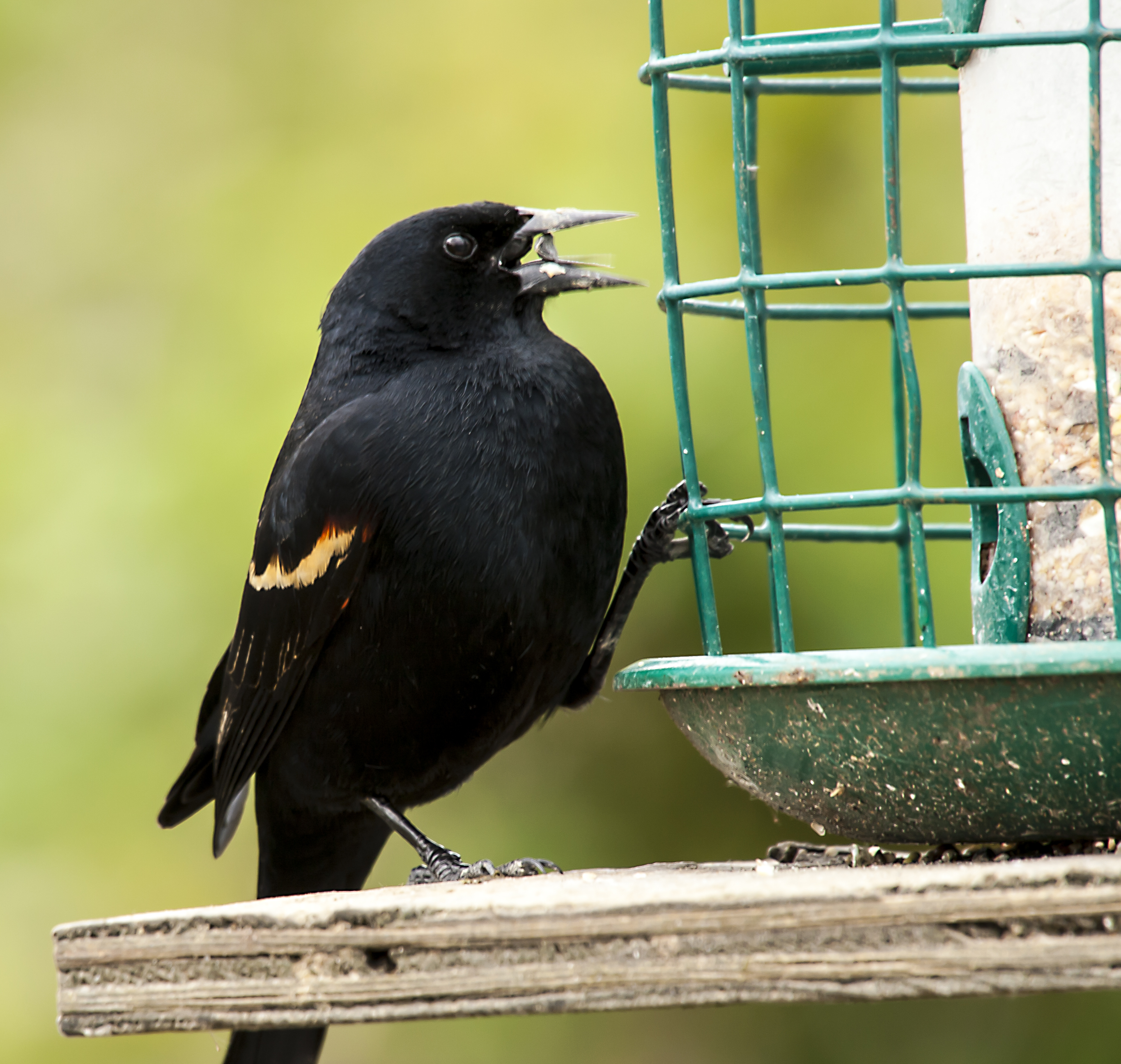 Red Winged Blackbird
