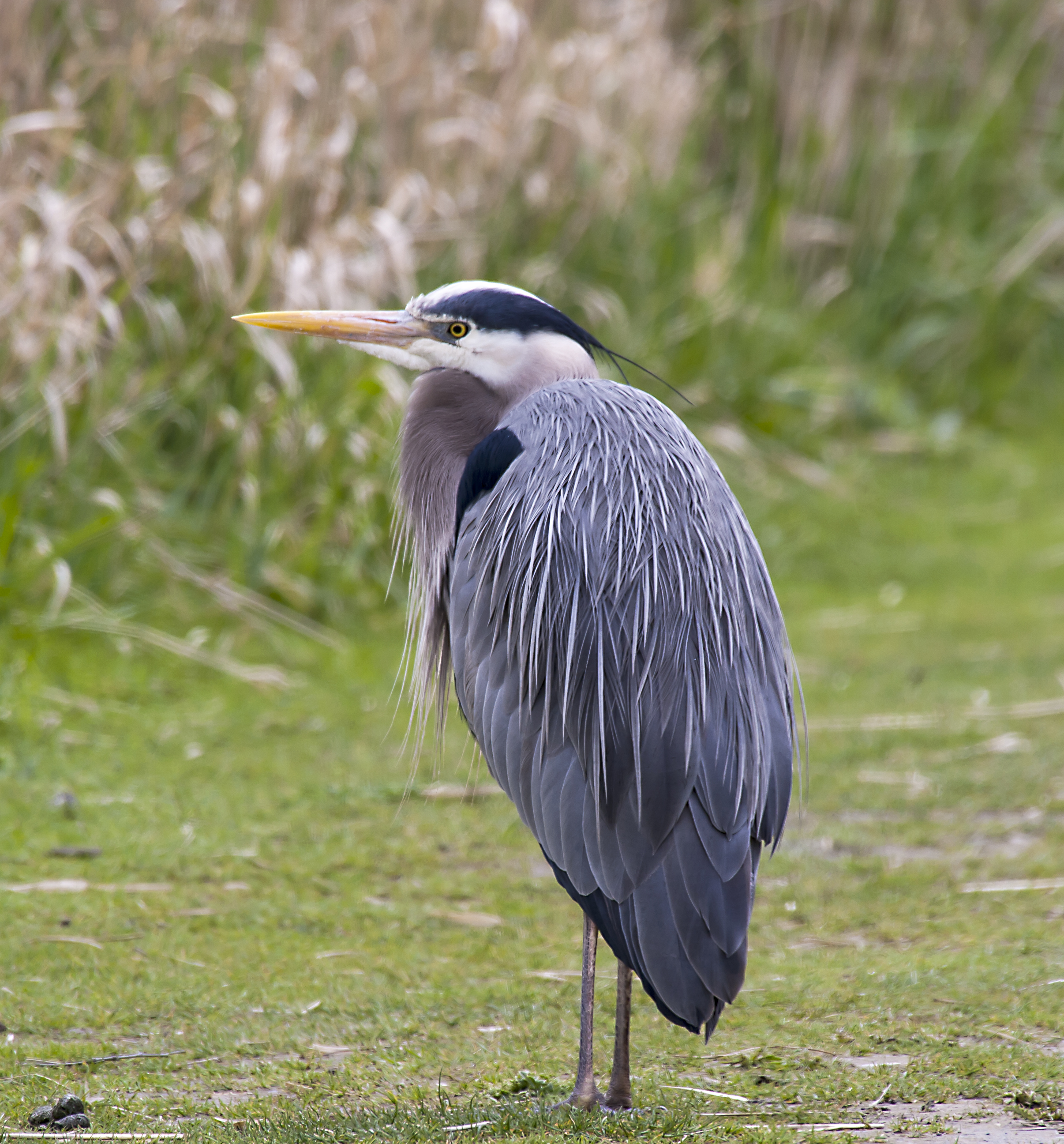 Great Blue Heron
