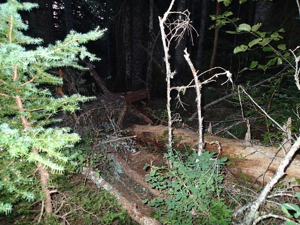 Mount Washington down tree