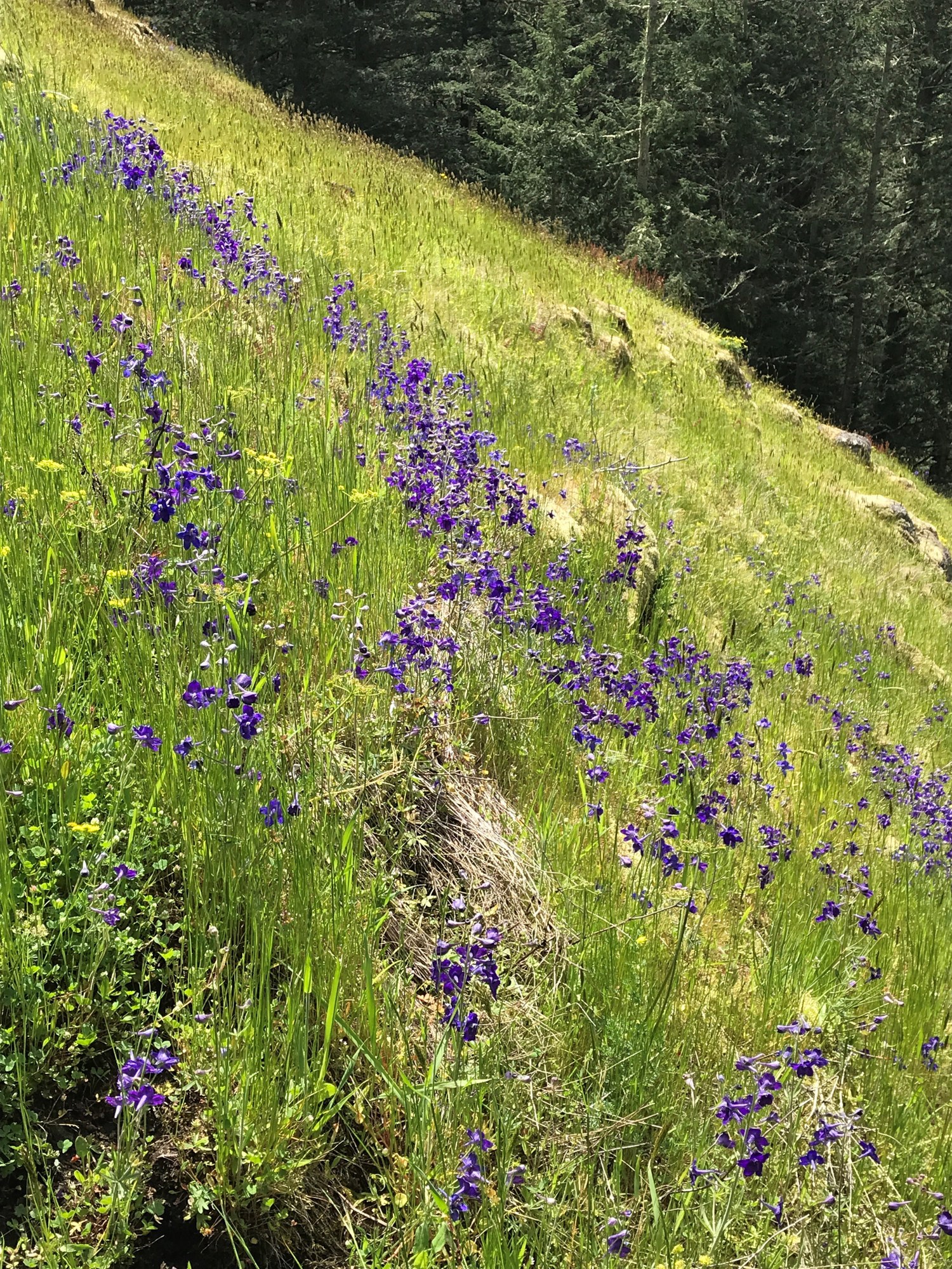 Meadow up Sugarloaf.jpg