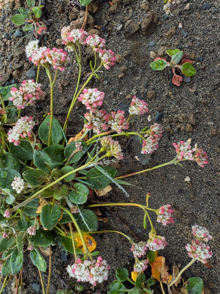 Alpine Buckwheat-Frozen Lake - Sunrise Loop-Mount Rainier-3822.jpg
