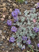 Alpine Lupine-Frozen Lake - Sunrise Loop-Mount Rainier-3806.jpg