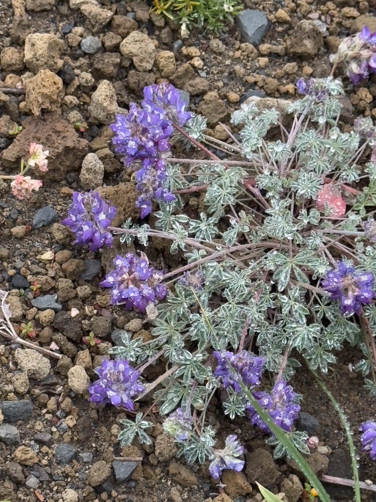 Alpine Lupine-Frozen Lake - Sunrise Loop-Mount Rainier-3806.jpg