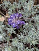 Alpine Lupine-Frozen Lake - Sunrise Loop-Mount Rainier-3808.jpg