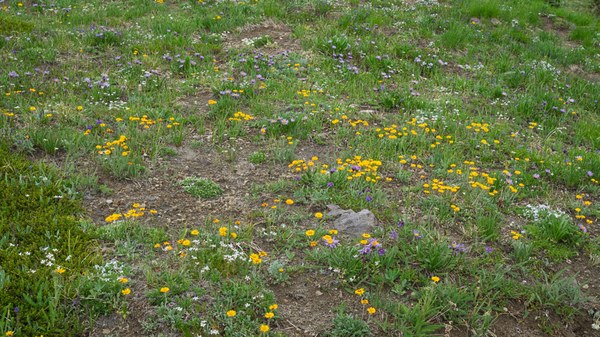 Alpine Meadow--Mt Rainier NP-0134.jpg