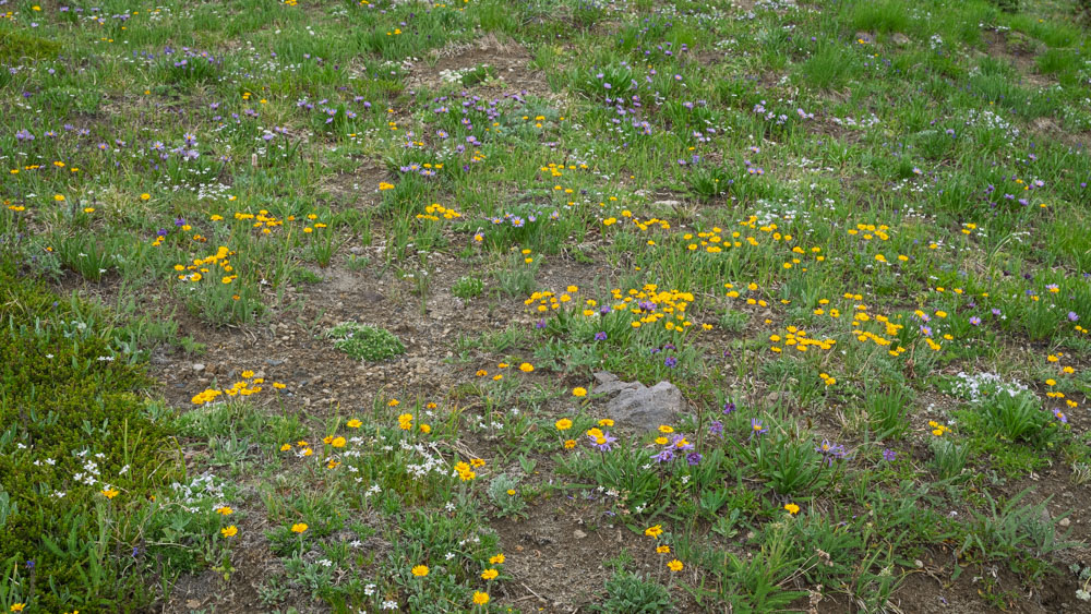 Alpine Meadow--Mt Rainier NP-0134.jpg