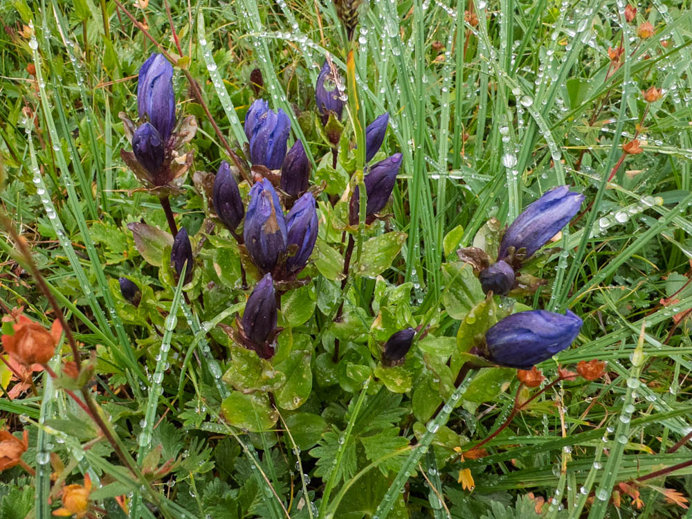 Bog Gentian-Frozen Lake - Sunrise Loop-Mount Rainier-3917.jpg