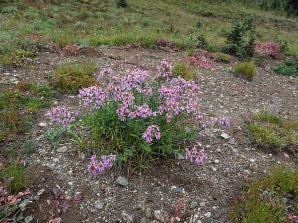 Cascade Aster-Frozen Lake - Sunrise Loop-Mount Rainier-3878.jpg