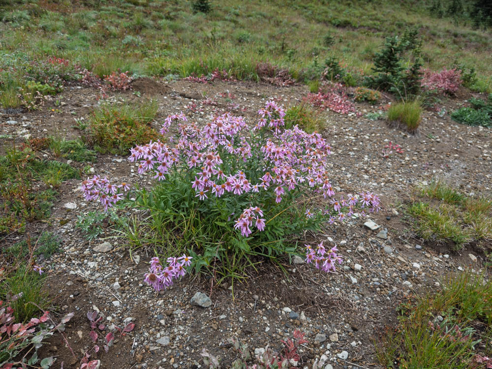 Cascade Aster-Frozen Lake - Sunrise Loop-Mount Rainier-3878.jpg