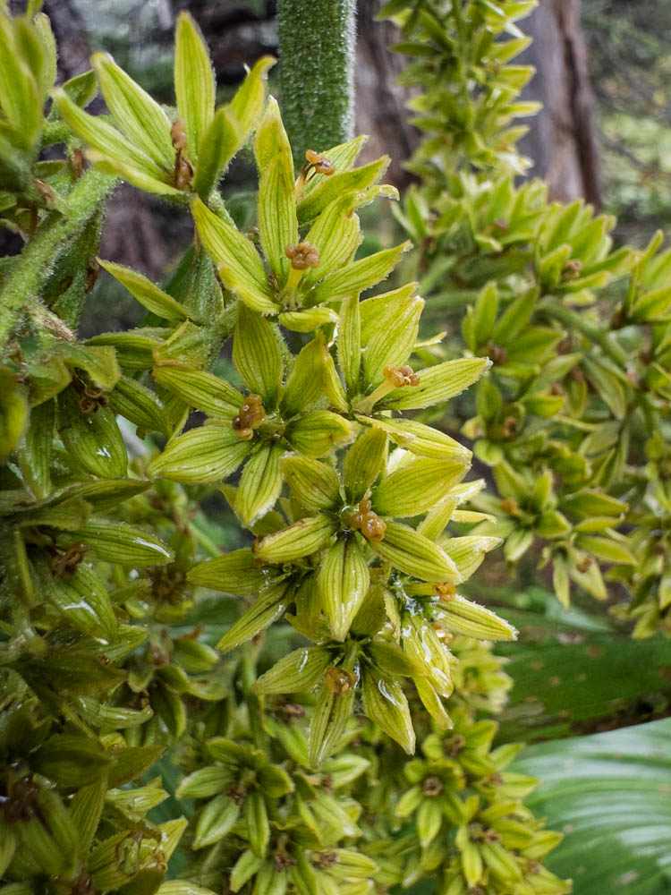 Close up of False Hellebore-Frozen Lake - Sunrise Loop-Mount Rainier-3650.jpg
