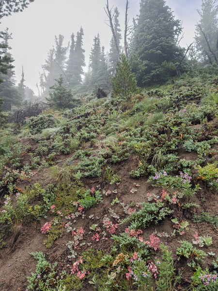 Common Juniper scene-Frozen Lake - Sunrise Loop-Mount Rainier-3668.jpg