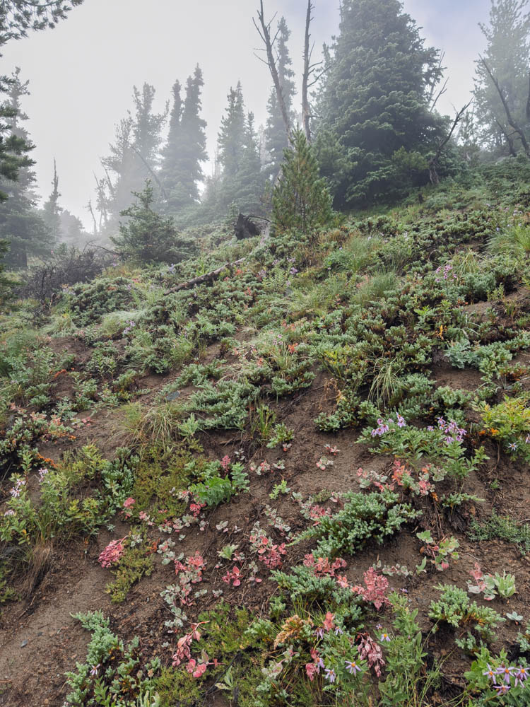 Common Juniper scene-Frozen Lake - Sunrise Loop-Mount Rainier-3668.jpg