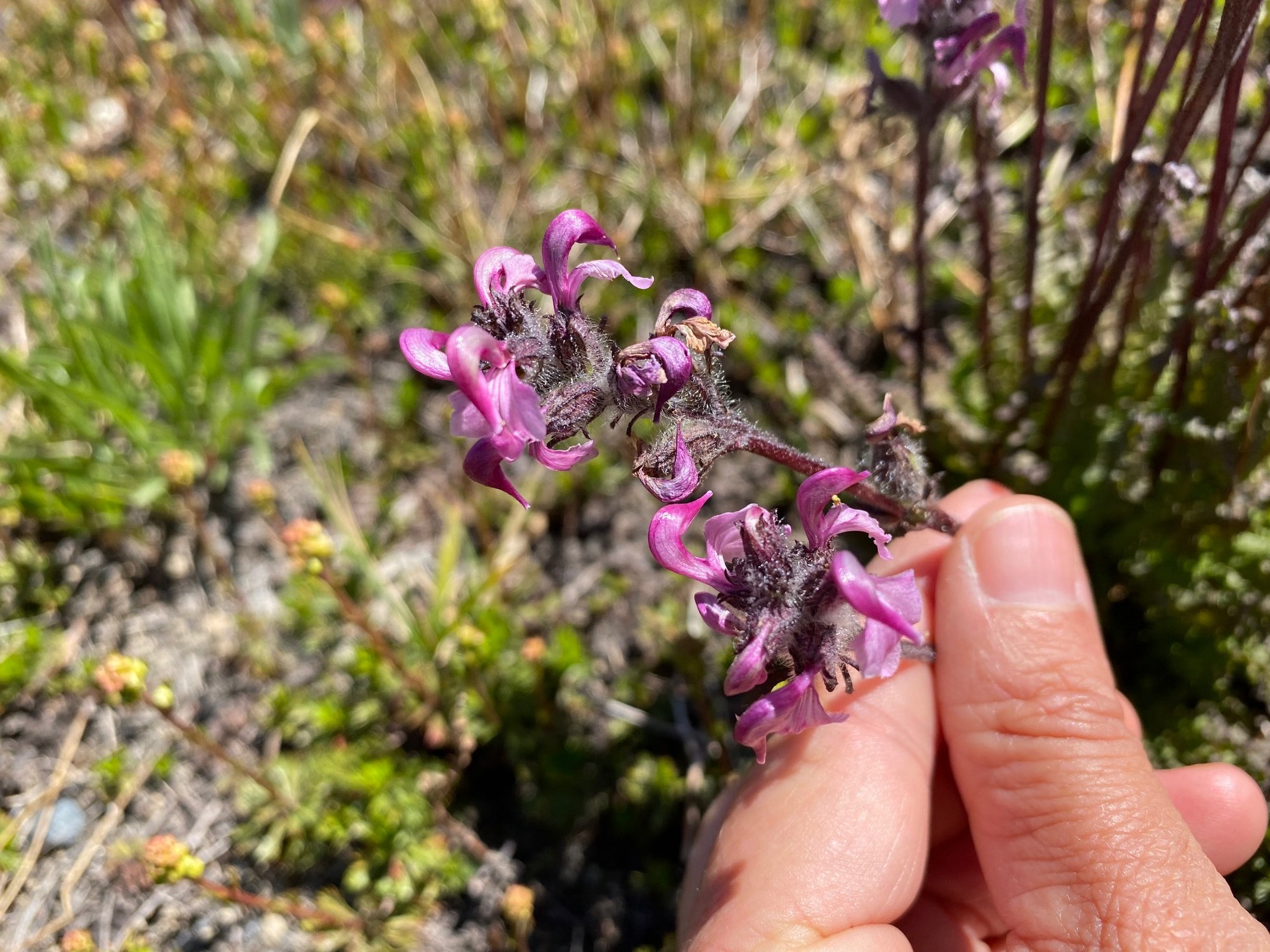 Ducksbill Lousewort.jpg
