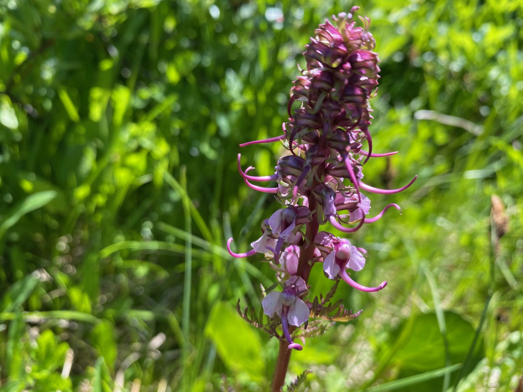 Elephanthead Lousewort.jpg