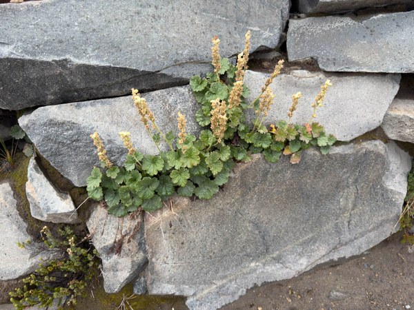 Elmera racemosa-Frozen Lake - Sunrise Loop-Mount Rainier-3757.jpg