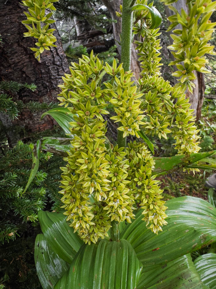 False Helllebore-Frozen Lake - Sunrise Loop-Mount Rainier-3649.jpg