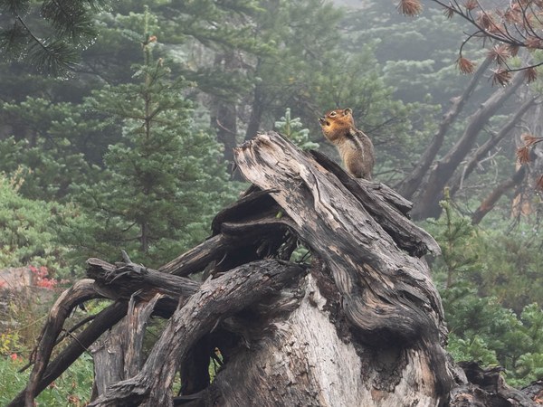 Golden-mantled Ground Squirrel-Frozen Lake - Sunrise Loop-Mount Rainier-3659.jpg