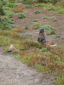 Hoary Marmot-Frozen Lake - Sunrise Loop-Mount Rainier-3868.jpg