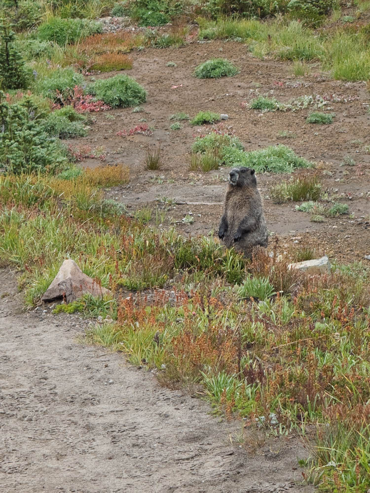 Hoary Marmot-Frozen Lake - Sunrise Loop-Mount Rainier-3868.jpg